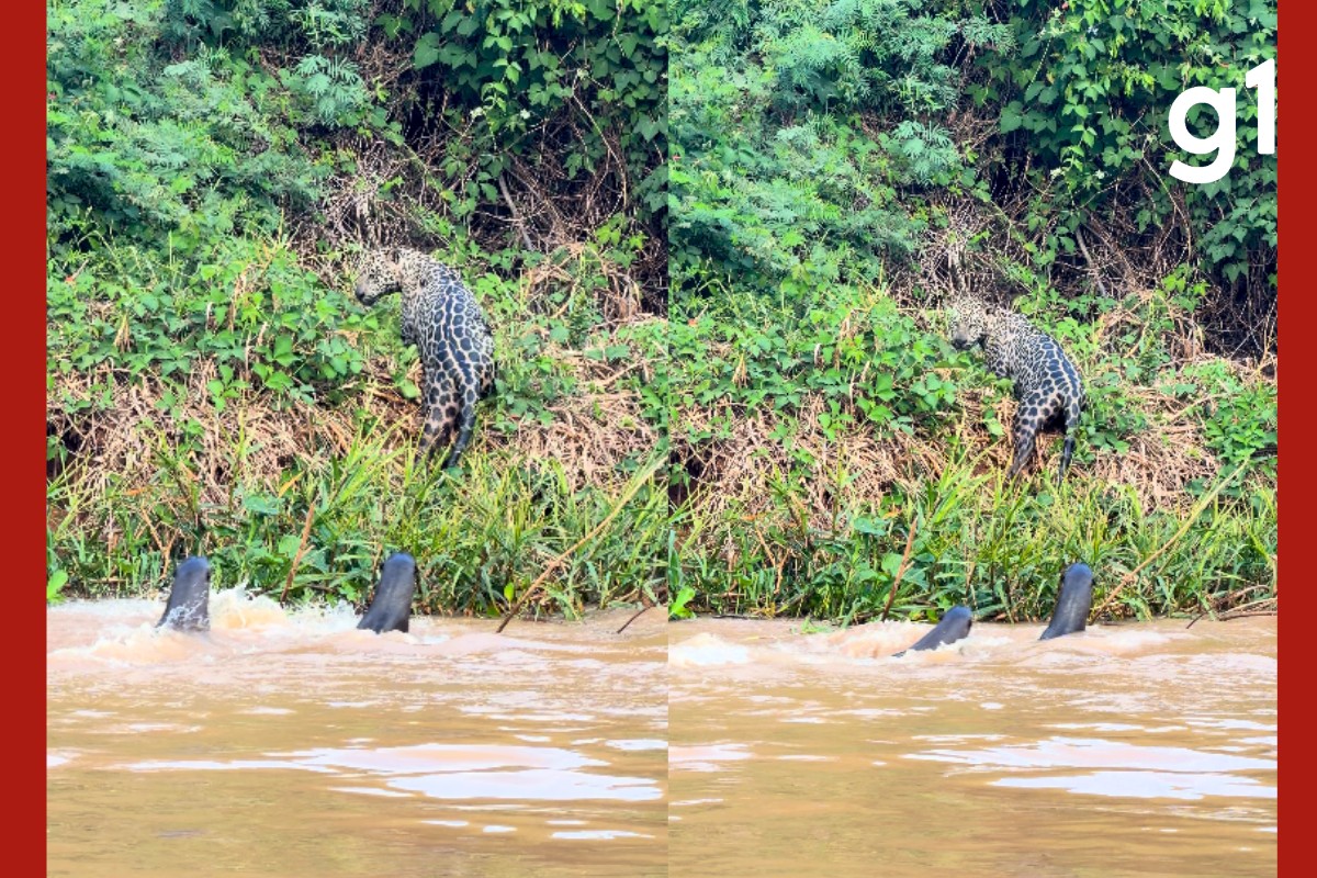 Ariranhas expulsam onça-pintada de rio no Pantanal de MT Ariranhas expulsam onça-pintada de rio no Pantanal de MT