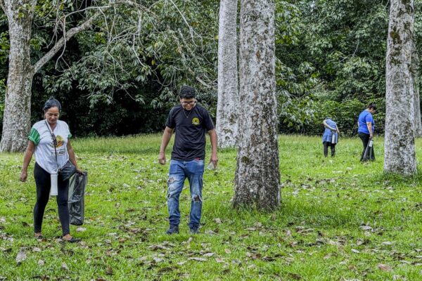 Sementes de seringueira são colhidas e levadas ao Parque Natural