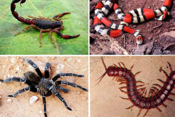 Inverno Amazônico gera alerta para cuidados com animais peçonhentos