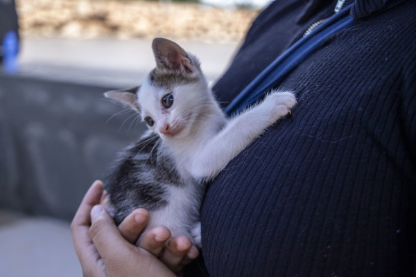 Prefeitura alerta donos de pets que violência e maus-tratos aos animais são crimes