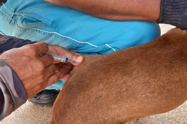 Mais de 42 mil cães e gatos foram vacinados contra a raiva em 2023