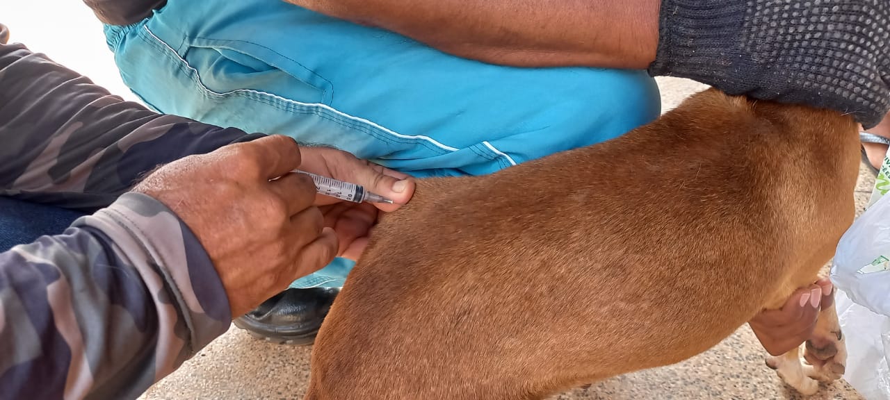 Mais de 42 mil cães e gatos foram vacinados contra a raiva em 2023