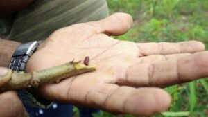 Município dá suporte para controle de pragas em propriedade rural no ramal São Sebastião