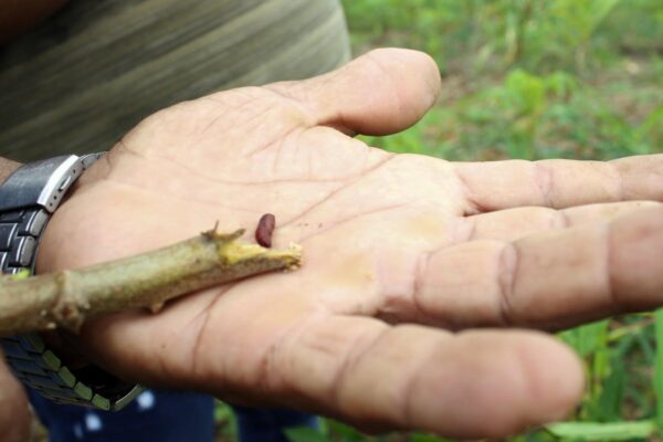 Município dá suporte para controle de pragas em propriedade rural no ramal São Sebastião