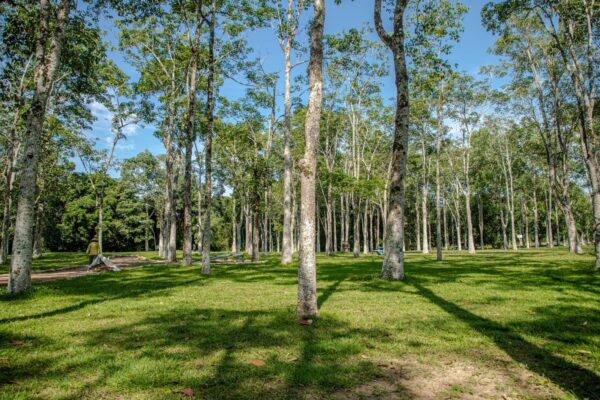 Prefeitura já supera média de emissão de licenças em 2024