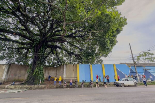 Técnicos estudam a saúde da árvore para execução de futuros projetos