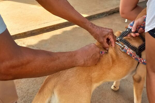 Prefeitura intensifica vacinação contra raiva em bairro de Porto Velho