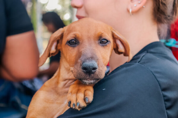 Prefeitura passa a ofertar atendimento gratuito para cães e gatos a partir do dia 2 de abril