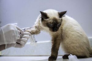 www.deixaeutefalar.com.br Clínica veterinária pública será lançada na capital