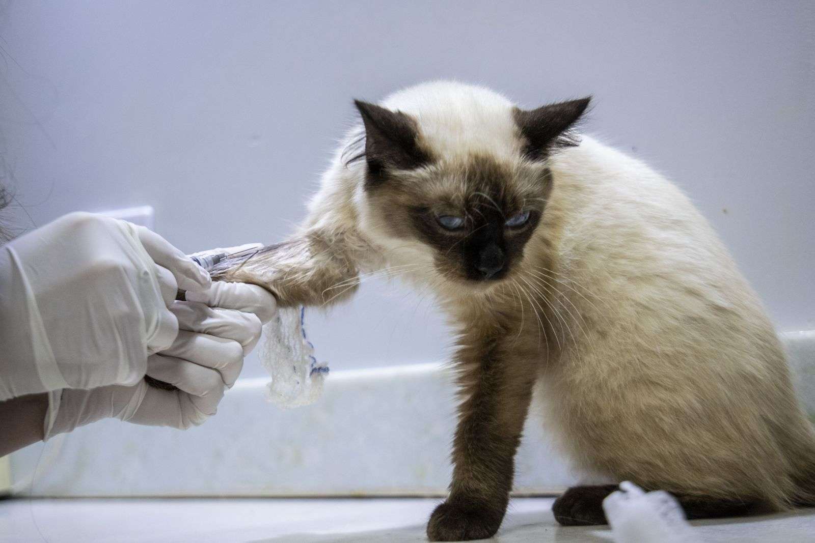 Clínica veterinária pública será lançada na capital
