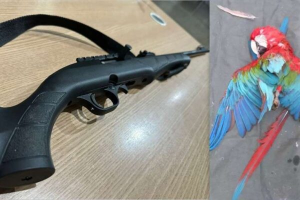 Sitiante mata Arara Vermelha e é denunciado por vizinho