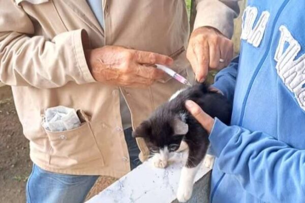 Prefeitura realiza vacinação antirrábica na zona rural de Porto Velho