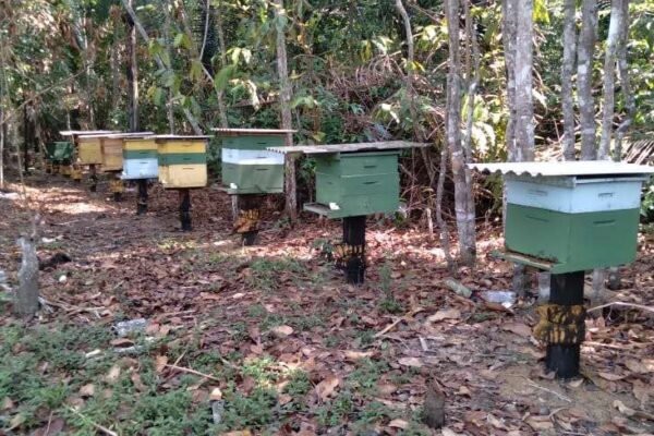 Com produção de mel em crescimento, Prefeitura de Porto Velho oferece cursos técnicos e apoia apicultores