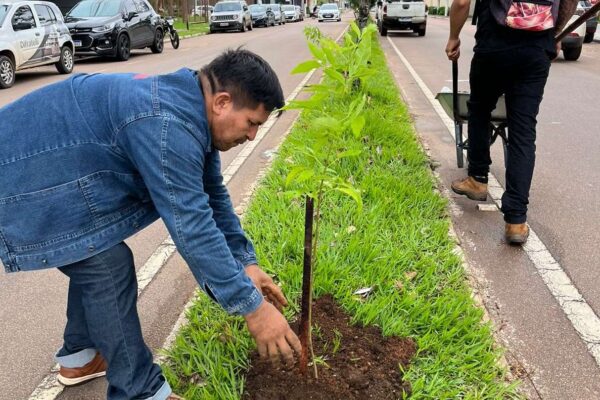 Município realiza plantio de novas mudas ao longo da avenida Lauro Sodré