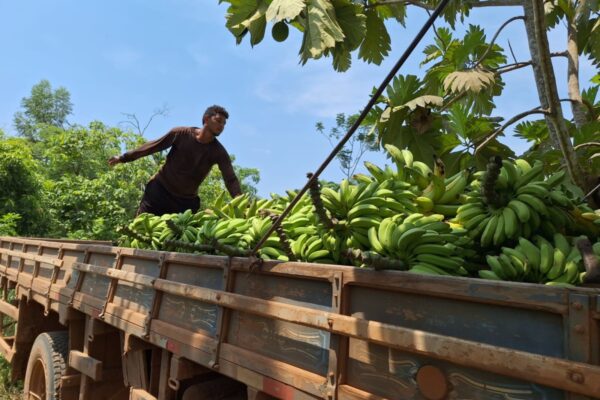 Porto Velho avança na produção de banana, macaxeira, café e outras culturas