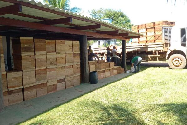 Dia Especial de Apicultura da Amazônia Ocidental gratuito acontece neste sábado (11)
