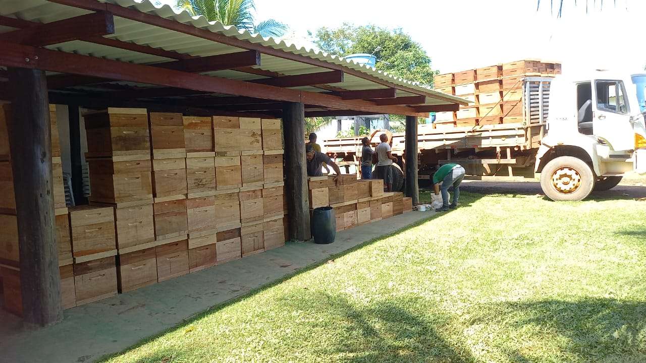 Dia Especial de Apicultura da Amazônia Ocidental gratuito acontece neste sábado (11)