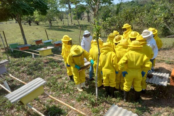 Sancionada a lei que regulamenta a criação de abelhas sem ferrão na área urbana de Porto Velho