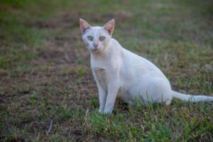 www.deixaeutefalar.com.br Prefeitura de Porto Velho oferece atendimento veterinário e castração gratuita para cães e gatos