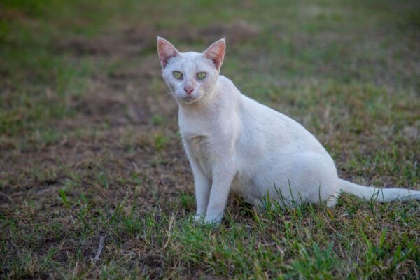 Prefeitura de Porto Velho oferece atendimento veterinário e castração gratuita para cães e gatos