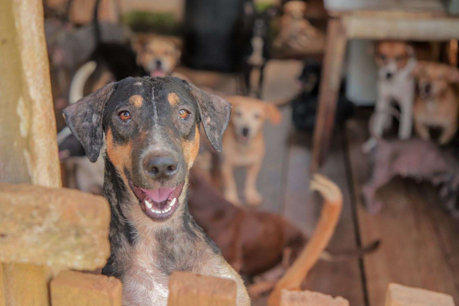População deve ficar alerta contra crime de maus-tratos aos animais