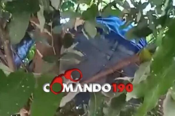 Suspeito é capturado em árvore pela PM após tentativa de furto em Ji-Paraná