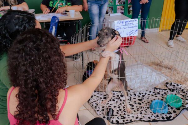 Feira de adoção de cães e gatos acontece no próximo sábado (27), no Skate Parque