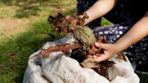 Compostagem é solução sustentável para eliminar resíduos de folhagens