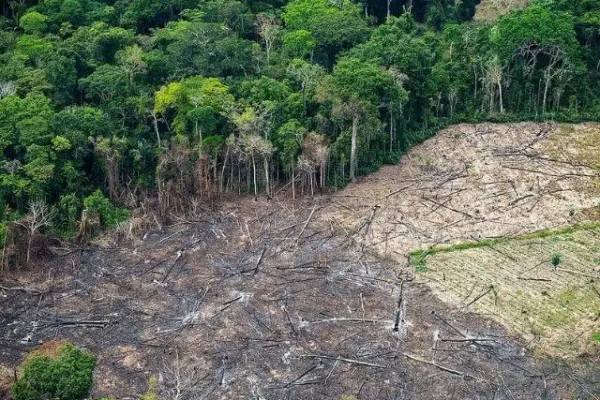 Desmatamento na Amazônia Cai 46%, mas Bate Recorde no Cerrado