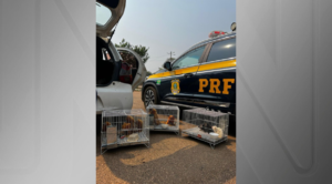 www.deixaeutefalar.com.br PRF pega motorista traficando animais em extinção em Porto Velho