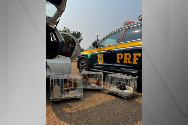 PRF pega motorista traficando animais em extinção em Porto Velho