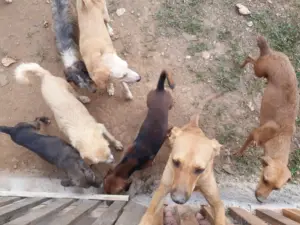 Vereadora da Capital que trabalha com animais envolvida em suposta corrupção