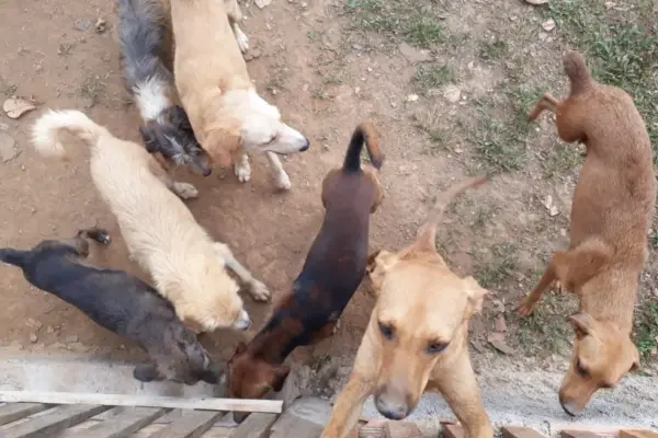 Vereadora da Capital que trabalha com animais envolvida em suposta corrupção