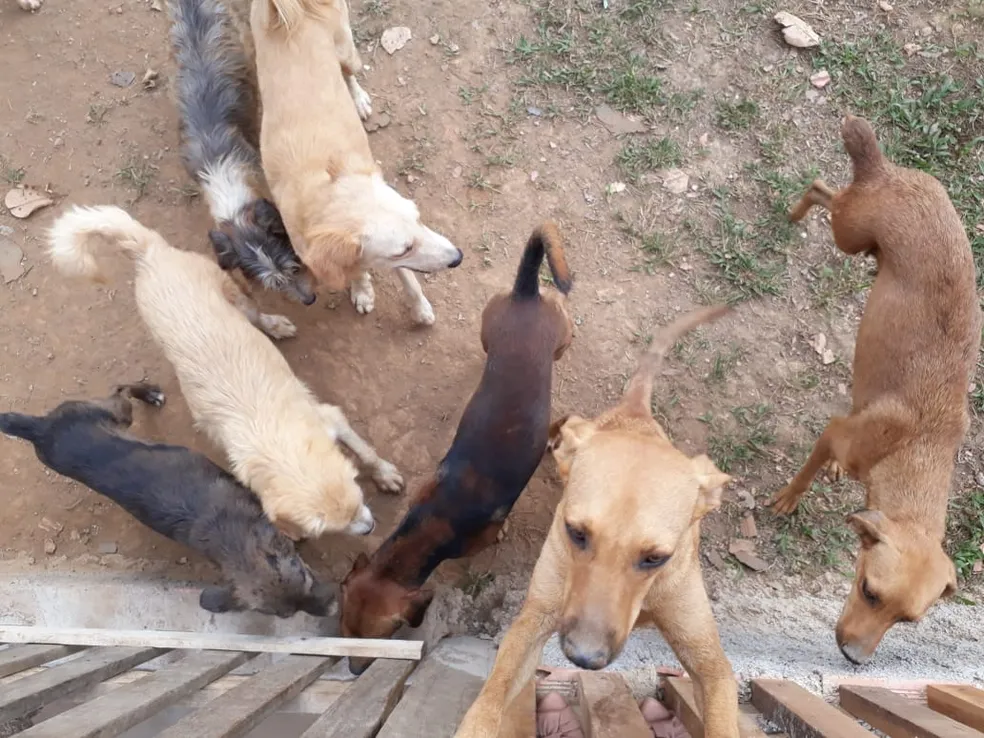 Vereadora da Capital que trabalha com animais envolvida em suposta corrupção