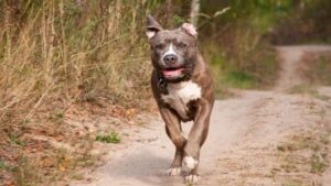 Bebê de 1 ano morre após ataque de pitbull no interior de Rondônia