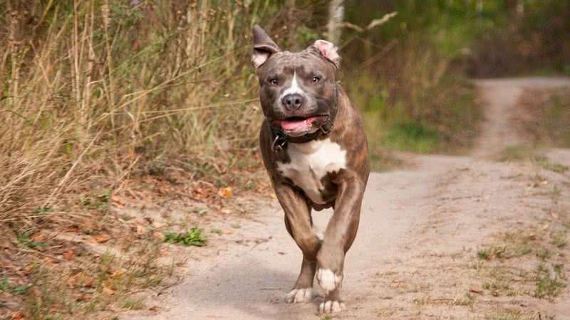 Bebê de 1 ano morre após ataque de pitbull no interior de Rondônia