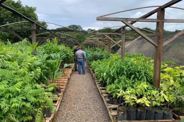 Corumbiara sedia V Encontro de Técnicos e Gestores Ambientais com foco em viveiros municipais