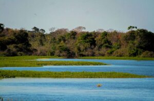 Rondônia impulsiona sua produção agropecuária enquanto se destaca na redução do desmatamento no Brasil