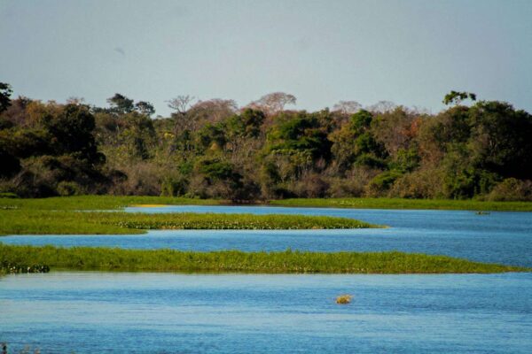 Rondônia impulsiona sua produção agropecuária enquanto se destaca na redução do desmatamento no Brasil
