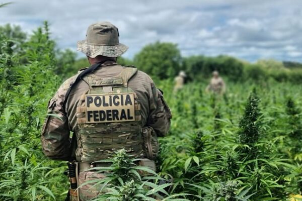 Polícia Federal erradica 335 Mil pés de maconha em Operação Carcará no Sertão de Pernambuco
