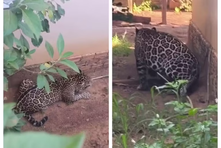 Onça-pintada é capturada em Extrema, distrito de Porto Velho