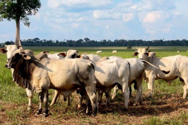 Rondônia perde mais da metade das vendas pro exterior por causa do “tarifaço” americano