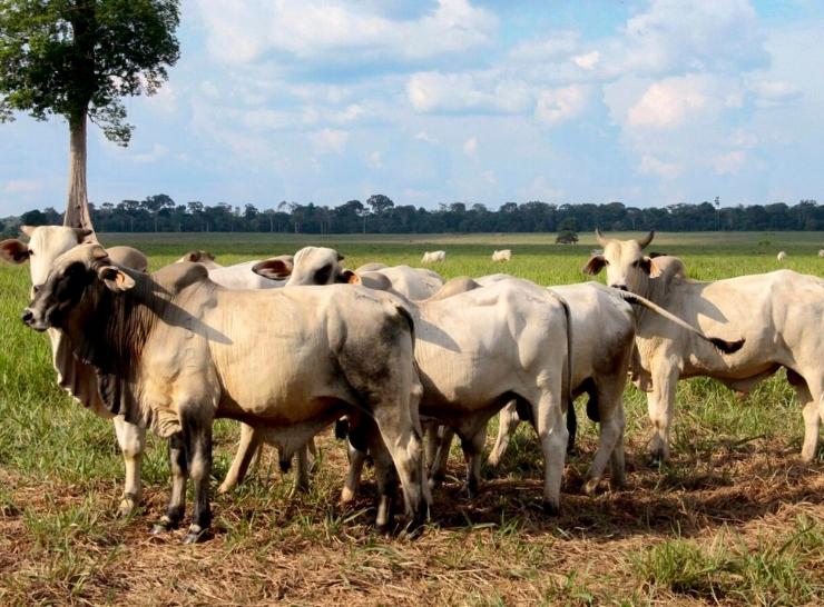 Rondônia perde mais da metade das vendas pro exterior por causa do “tarifaço” americano