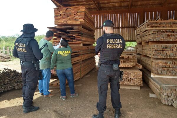 PF Desmantela Esquema de Extração Ilegal de Madeira na Terra Indígena Roosevelt