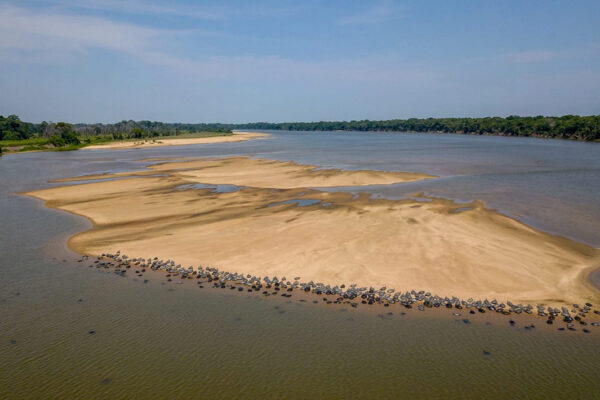 Cheia histórica do Rio Guaporé desafia desova das tartarugas e acende alerta ambiental em Rondônia
