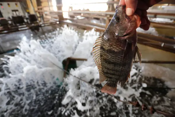 Piscicultura em Pimenta Bueno cresce com potencial, mas esbarra em entraves estruturais