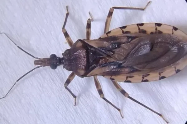 Doença de Chagas mata jovem de 26 anos em Ananindeua