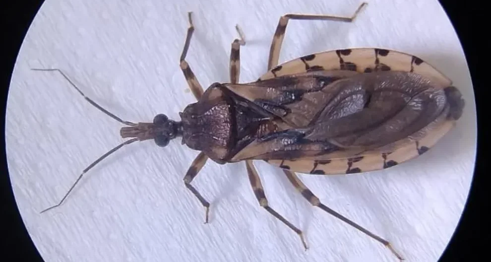 www.deixaeutefalar.com.br Doença de Chagas mata jovem de 26 anos em Ananindeua