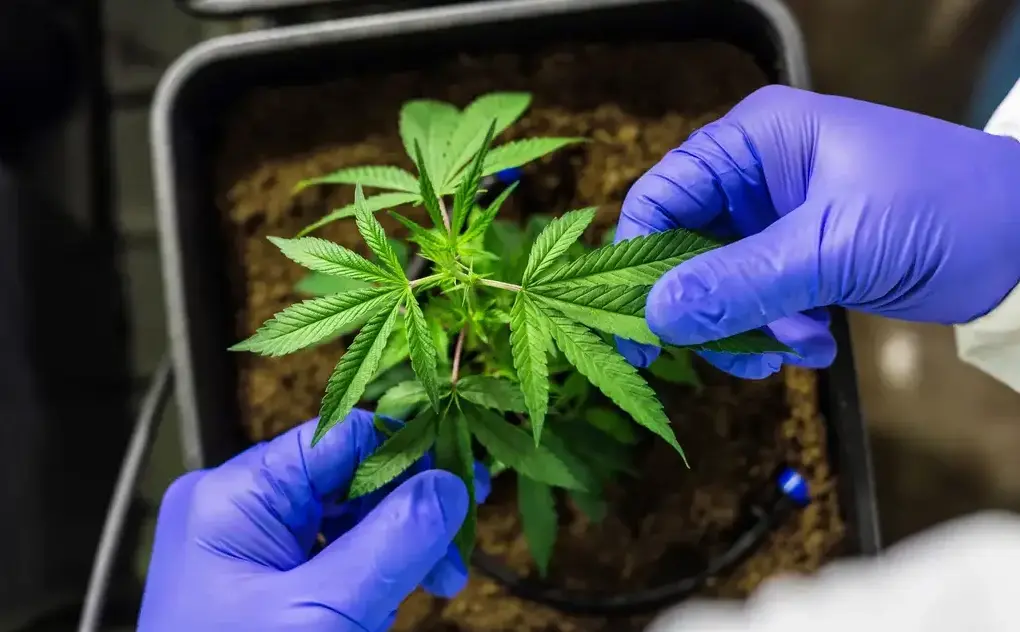 Justiça Federal autoriza cultivo de cannabis medicinal em Porto Velho