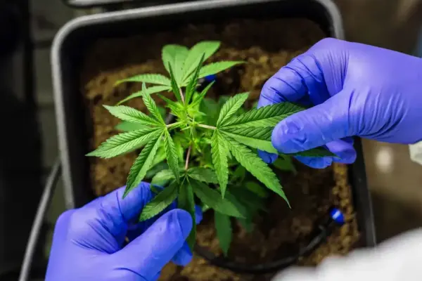 Justiça Federal autoriza cultivo de cannabis medicinal em Porto Velho Justiça Federal autoriza cultivo de cannabis medicinal em Porto Velho